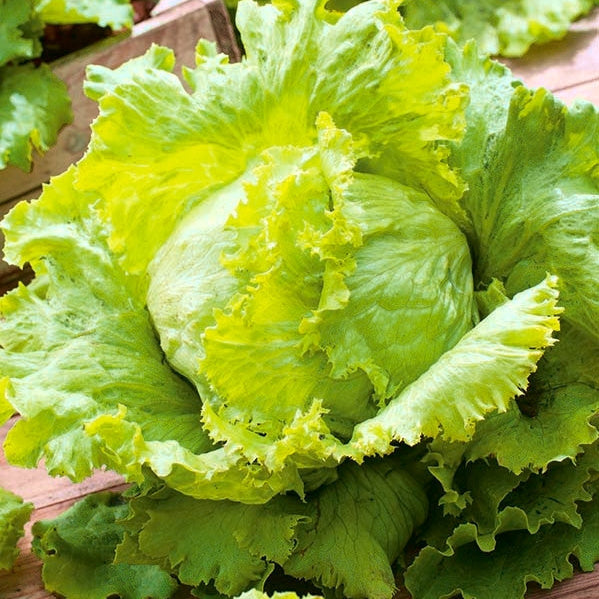 Hortus Lattuga Regina Ice-berg Lettuce 13gm
