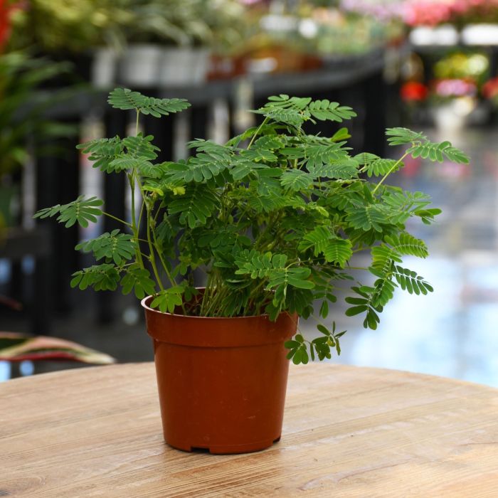 Touch Me Not 0.5gm Seeds (0113)