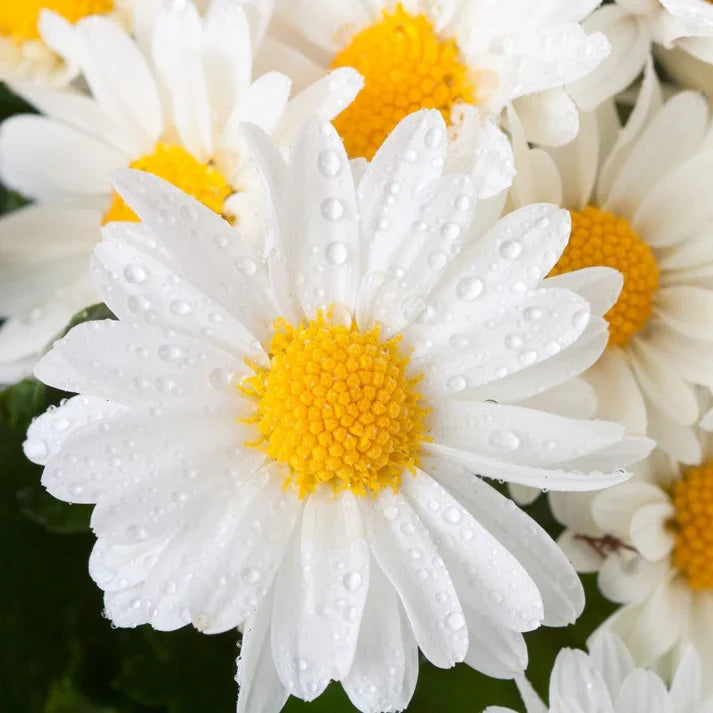 Shasta daisy 350+ Seeds (0.5gm)