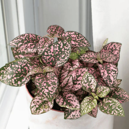 Hypoestes Pink Polka Dwarf 1gm (750 Seeds)