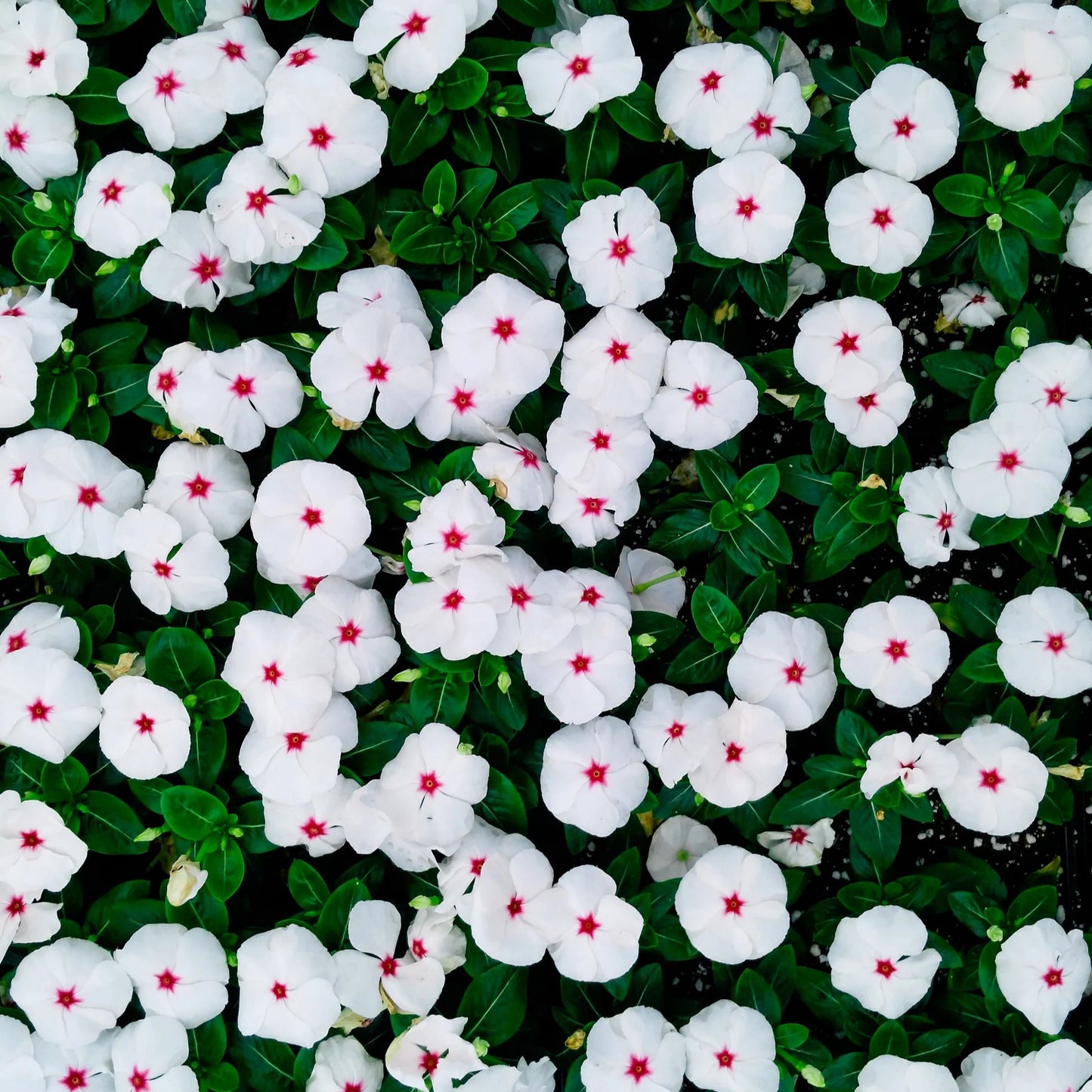 Vinca Polka Dot Dwarf 1gm (700 Seeds)