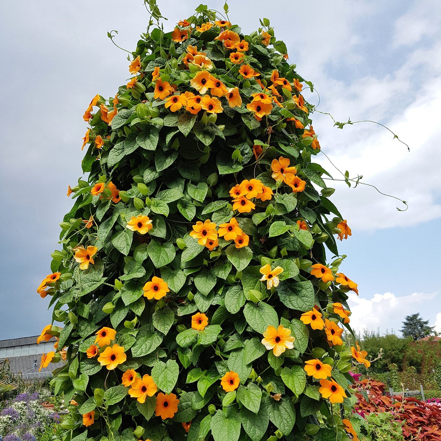 Susan vine 1gm Seeds (0118)