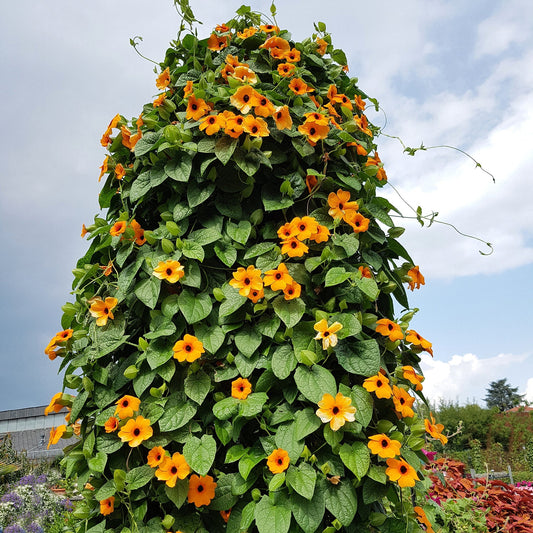 Susan vine 1gm Seeds (0118)