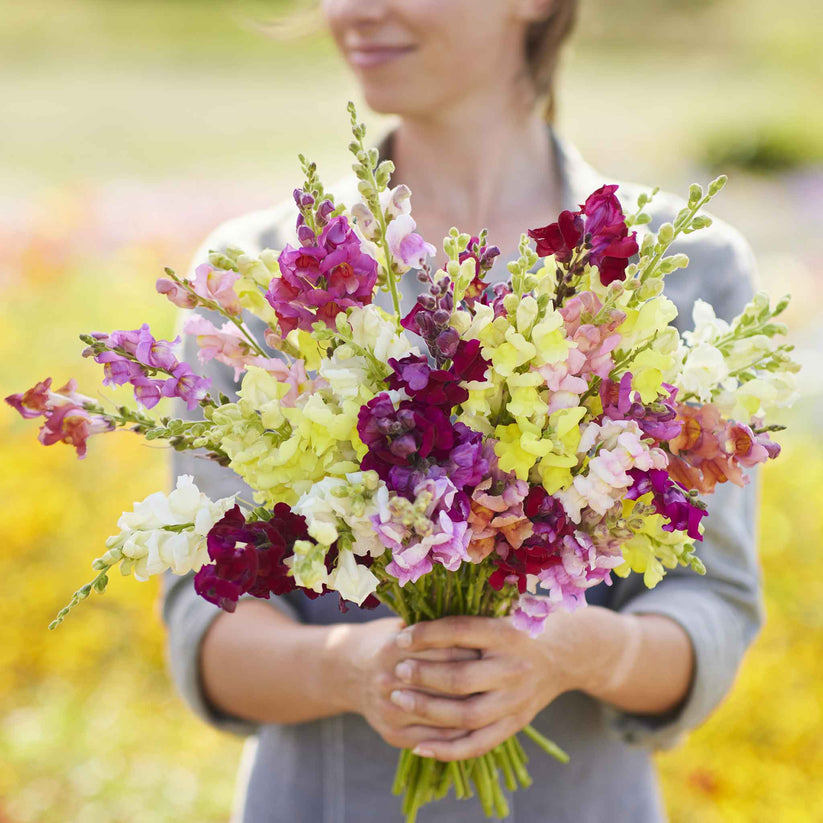 Antirrhinum Snapdragon Dwarf 2000+ Seeds (0.25gm)