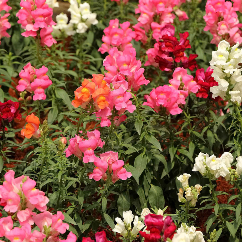 Antirrhinum Snapdragon Dwarf 2000+ Seeds (0.25gm)
