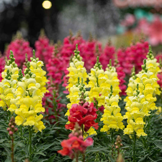 Antirrhinum Snapdragon Dwarf 2000+ Seeds (0.25gm)