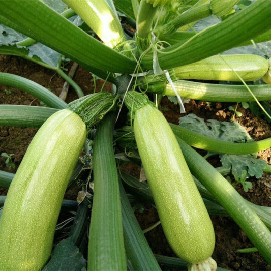 Long Zucchini 1gm Seeds (0147)