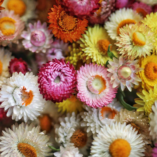 Strawflower Mix 700+ Seeds (0.5gm)