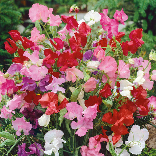 Sweet Pea Bijou (2gm Seeds)