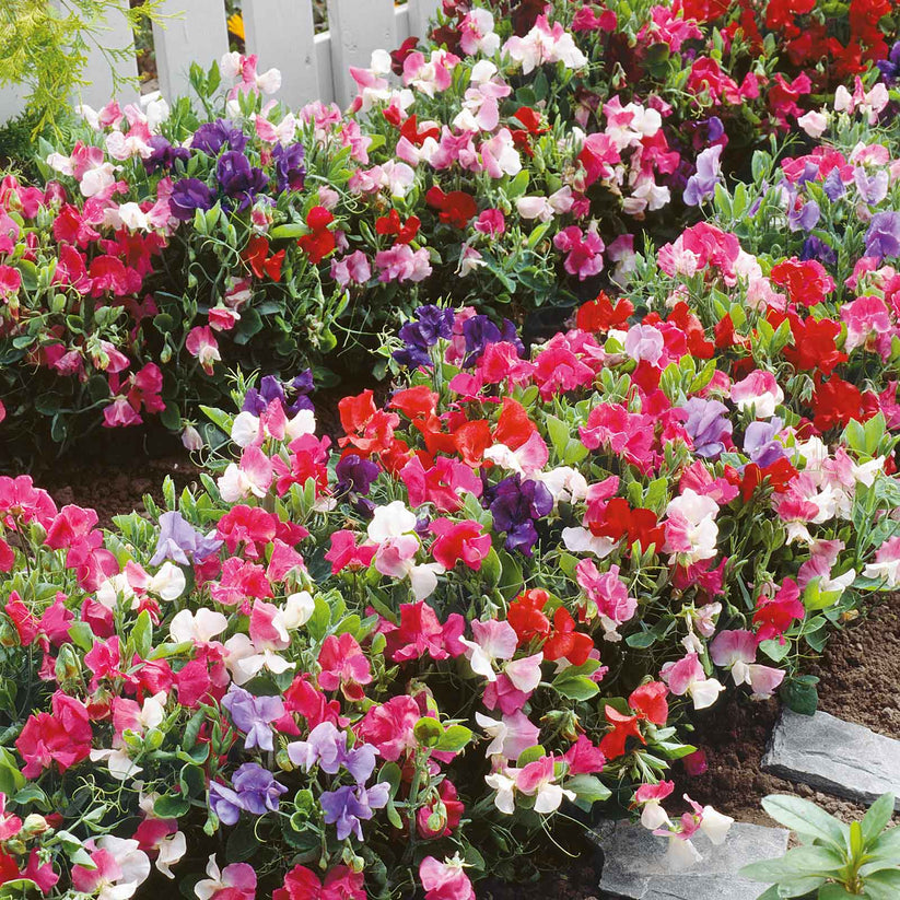 Sweet Pea Bijou (2gm Seeds)