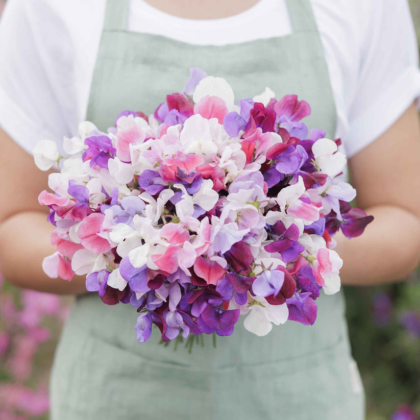Sweet Pea Mammoth (2gm Seeds)