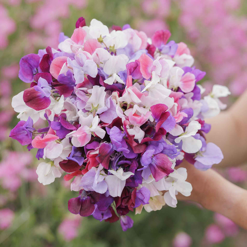 Sweet Pea Mammoth (2gm Seeds)