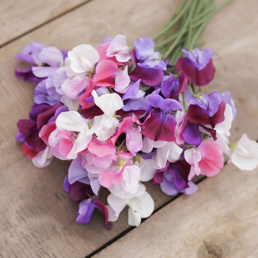 Sweet Pea Mammoth (2gm Seeds)