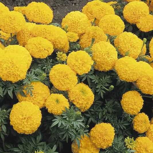 F1 African Marigold Yellow 170+ Seeds