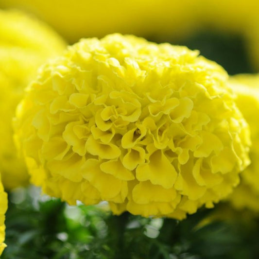 F2 African Marigold Lemon Yellow Dwarf (170+ Seeds)