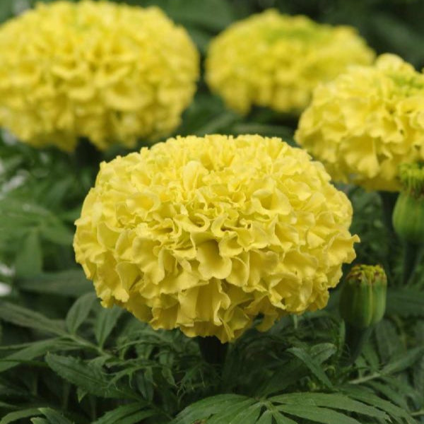 F2 African Marigold Lemon Yellow Dwarf (170+ Seeds)