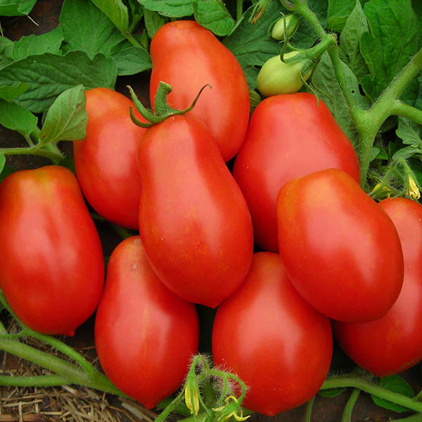 Hortus Pomodoro Roma V.F Tomatoes 1.5gm