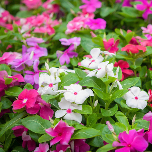 Vinca Tall Mix 0.5gm (0156)