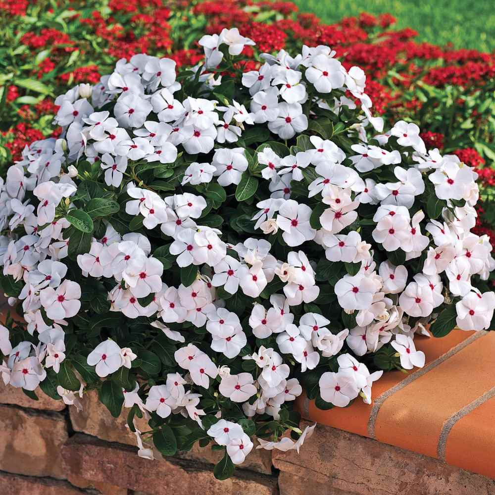 Vinca Polka Dot Dwarf 1gm (700 Seeds)