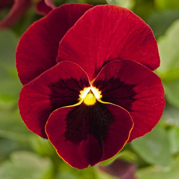Pensy F1 Red Blotch (500+ Seeds)