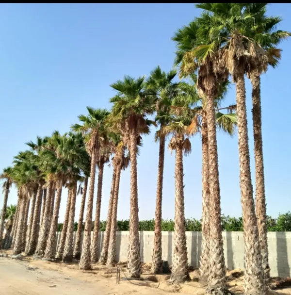 Mexican fan palm 1 Seeds