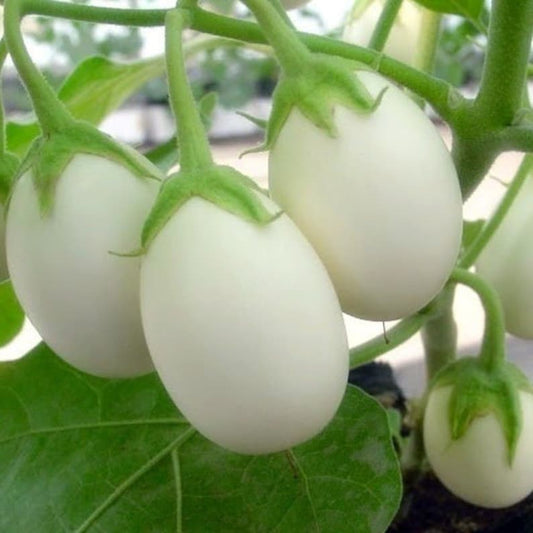 Eggplant 0.5gm Seeds (0144)