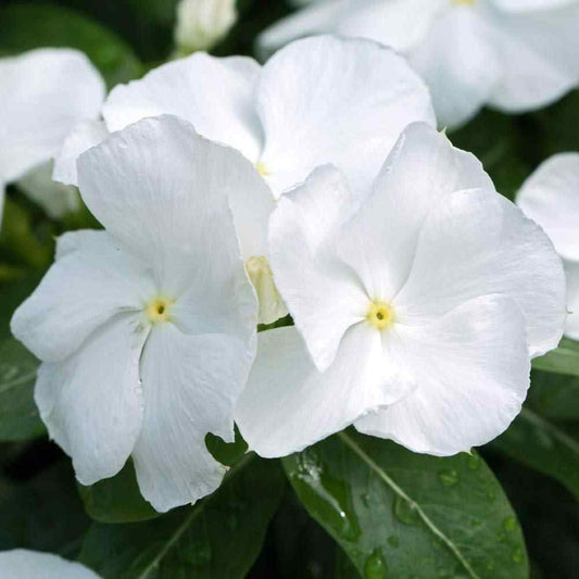 Vinca Pure White Dwarf 1gm (700 Seeds)