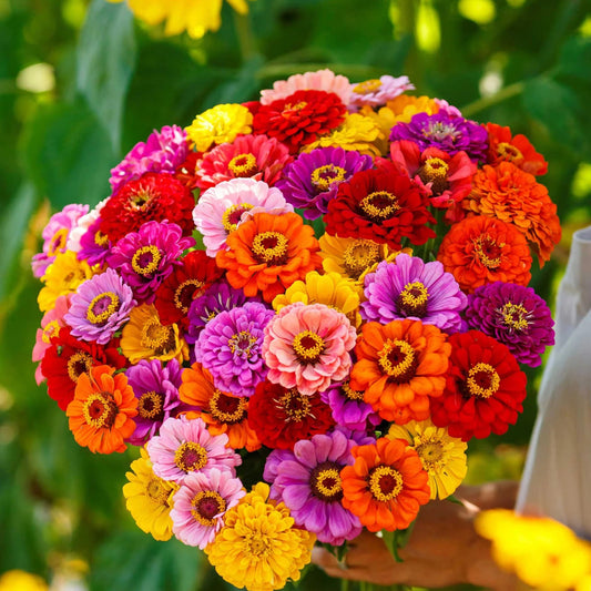 Zinnia California Giants Mix 1gm (0102)