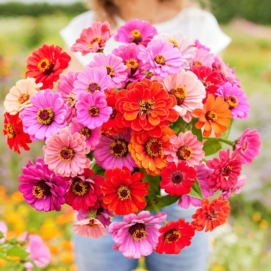 Zinnia Elegans Dahlia Mix 1gm Seeds (0108)