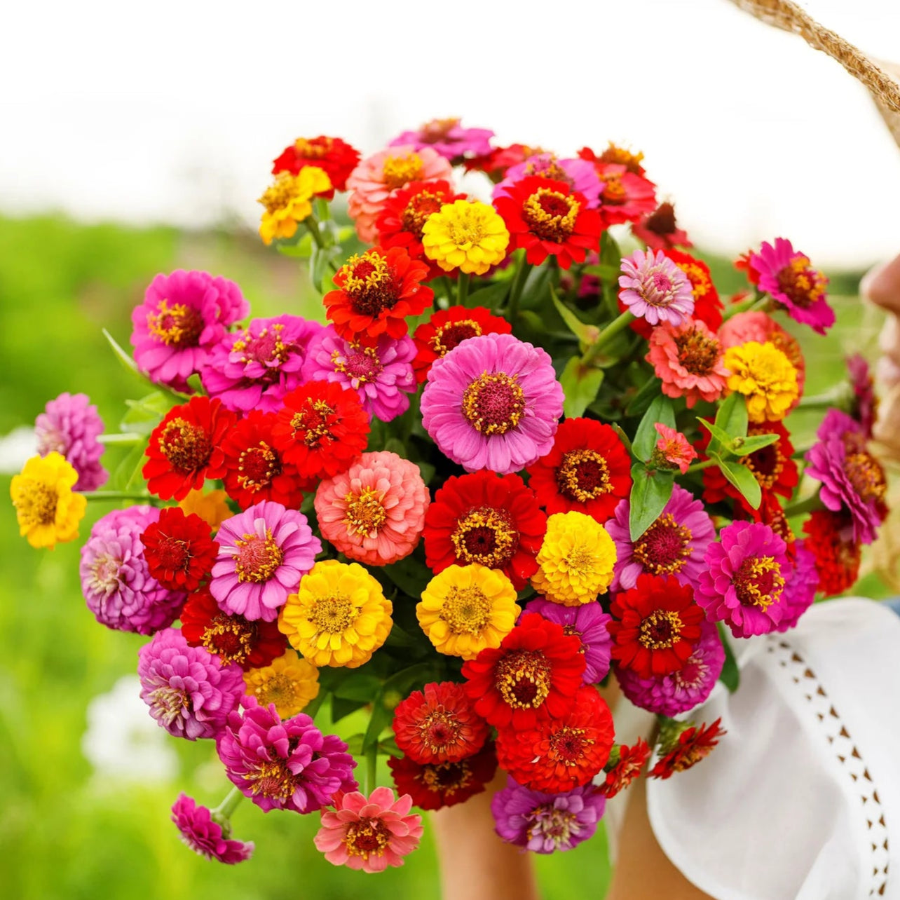 Zinnia Lilliput Mix 1gm Seeds (0105)