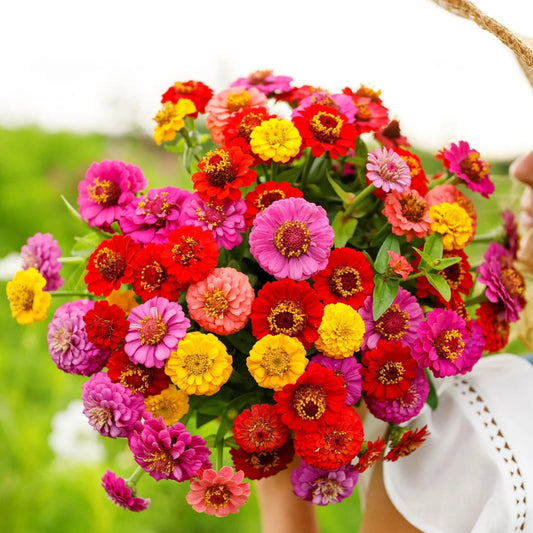 Zinnia Lilliput Mix 1gm Seeds (0105)