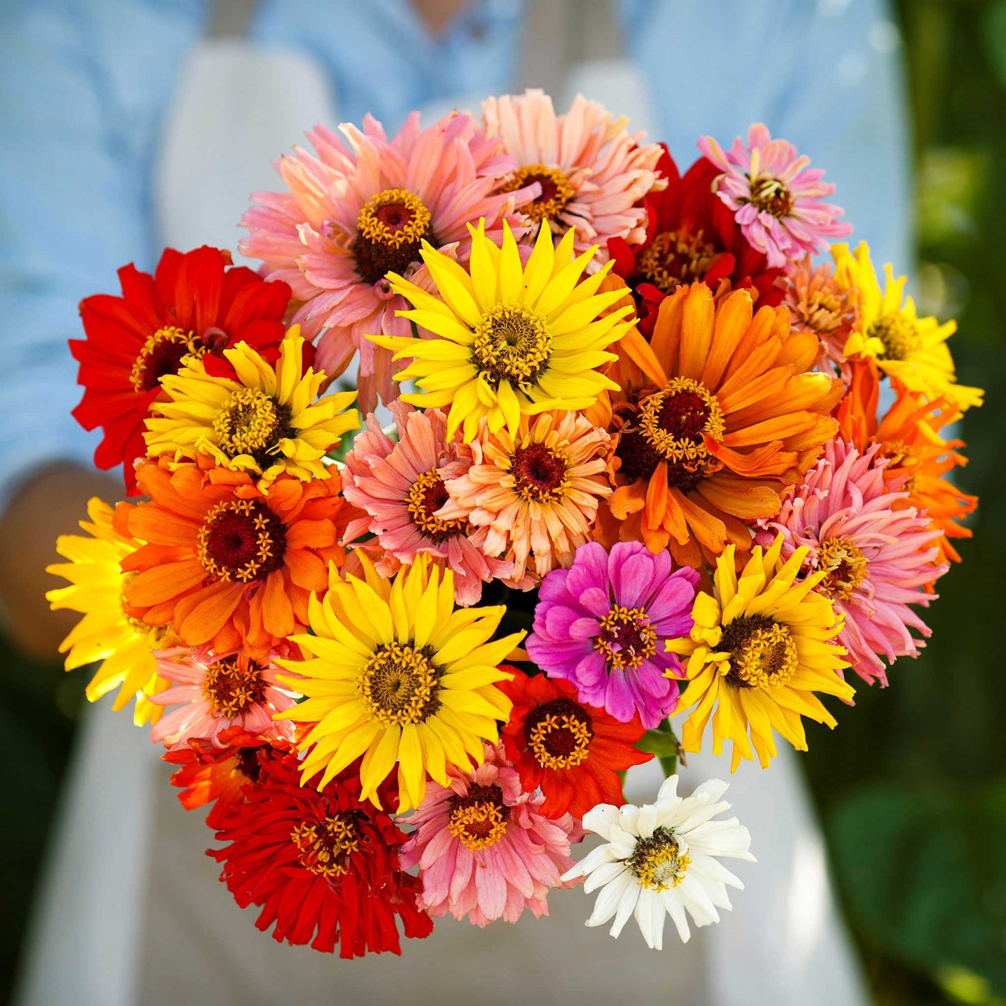 Zinnia Super Cactus Mix 1gm Seeds (0106)